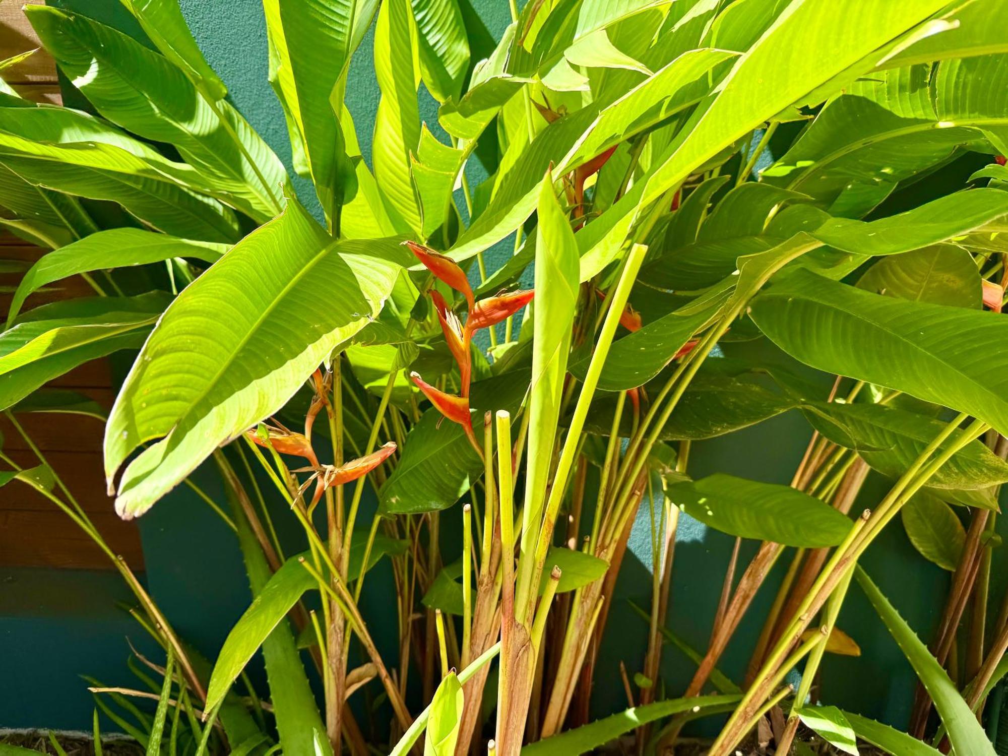 Aloes - Villa Salba. Panoramic View. Étang-Salé les Bains 外观 照片